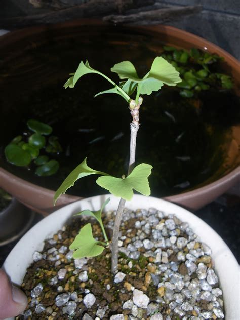 銀杏 盆栽|イチョウを鉢植えや盆栽にして育てる 